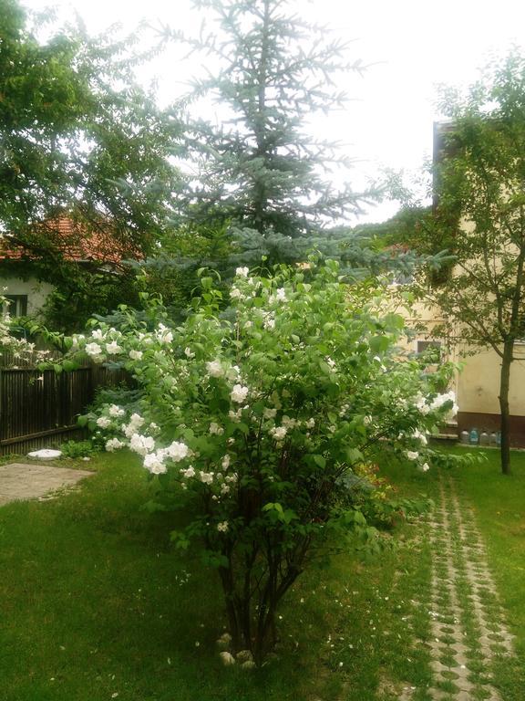 Pensiunea Paloma 3 Stele Braşov Exterior foto